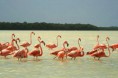 /album/fotogaleria/celestun-yucatan-jpg1/